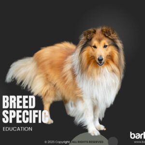 Shetland Sheepdog - Breed Overview